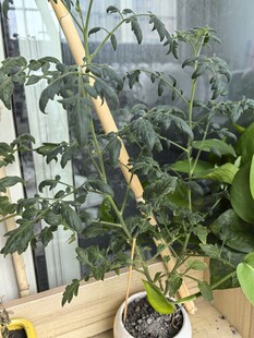 室内盆栽蕃茄苗