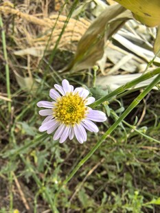 草丛中的美丽小雏菊