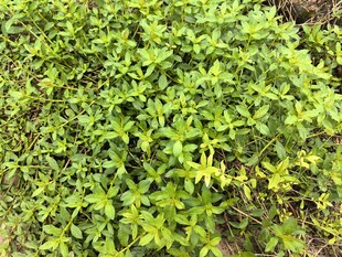 翠绿繁茂的植物景观