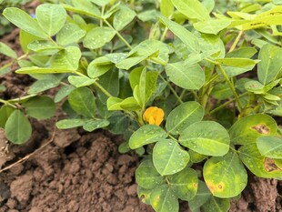 花生幼苗生长在泥土中