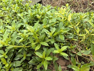 嫩绿繁茂的植物群落
