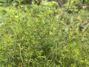 野外繁茂的绿色植物