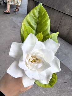 纯白栀子花配翠绿叶片