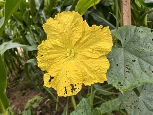 黄色丝瓜花绽放