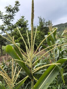 田间生长的玉米植株