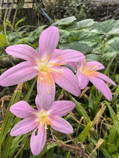 美丽粉色风雨兰绽放
