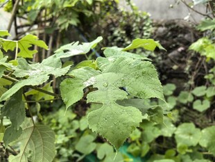 绿叶繁茂的植物景观