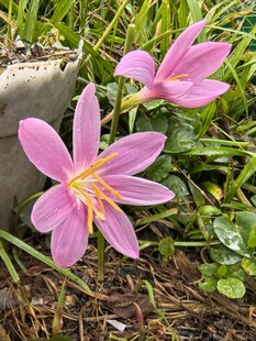 粉色葱兰花绽放于草丛