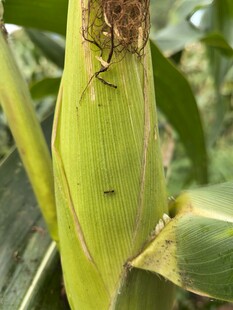 玉米植株上的昆虫特写