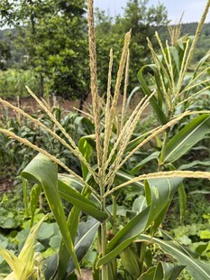 田间生长的茂盛玉米植株