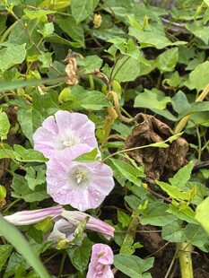 淡紫色牵牛花绽放绿叶间