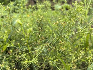 繁茂绿植特写