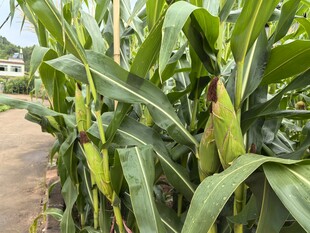 田间茁壮生长的玉米植株