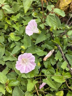 粉色牵牛花绽放绿叶间