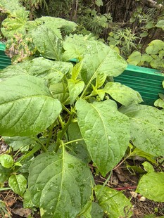 绿叶繁茂的植物景观