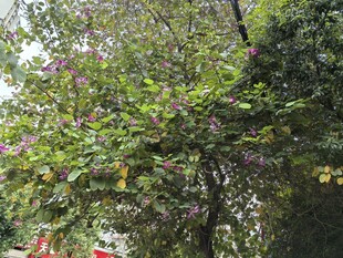繁花绿树的自然景致