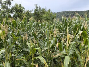 夏日玉米田风光