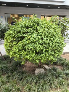 绿叶繁茂的球形灌木