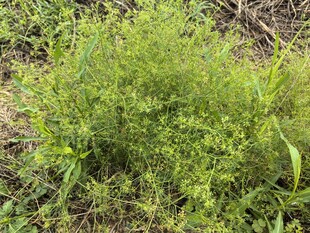 绿色蓬勃生长的野生植物