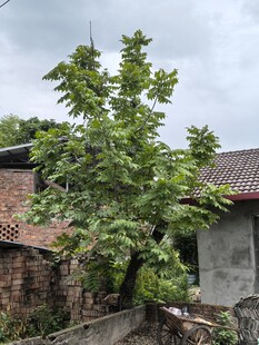 乡村院落旁的核桃树