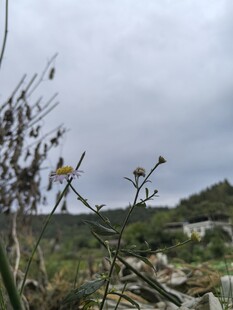 野外植物景观