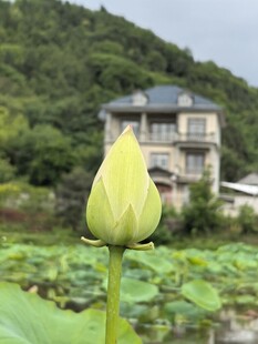 含苞荷花与远处山居