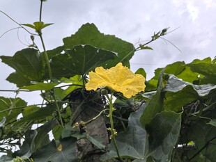绽放的黄色丝瓜花