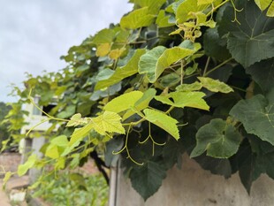 墙上繁茂的翠绿葡萄藤