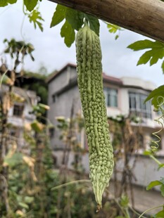 悬挂枝头的翠绿苦瓜