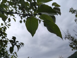 枝头绿叶映灰白天空