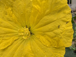 黄色南瓜花特写