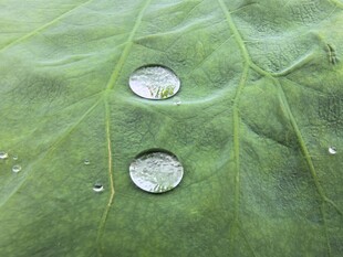 绿叶上的晶莹水珠