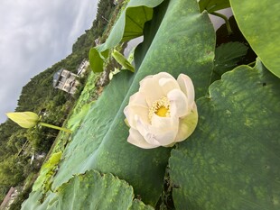 绿叶间绽放的素雅白荷花