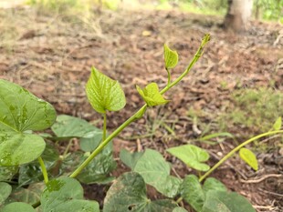 嫩绿植物幼苗生长景象