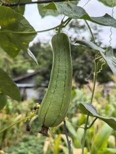 藤蔓上的翠绿丝瓜