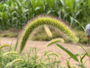 田野中的狗尾巴草特写