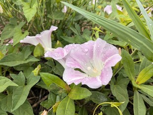 粉色牵牛花绽放于绿叶间