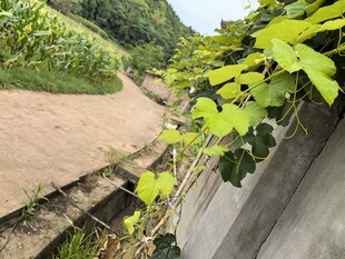 乡村小径旁的绿植景观