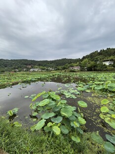 荷塘湿地景色