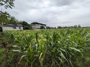 乡村玉米田与远处房屋