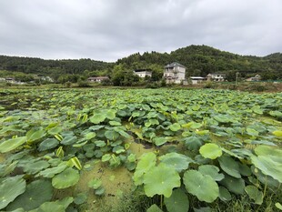 田园荷塘绿意盎然