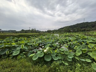 夏日荷塘绿意盎然