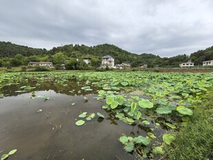 荷塘山水景