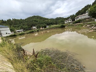 乡村池塘边的自然景致