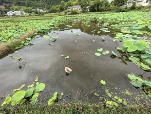 荷塘小景