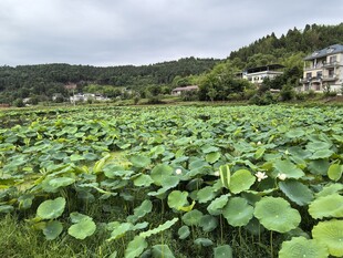 夏日荷塘绿意浓