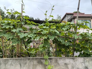 墙边繁茂的绿色瓜藤植物