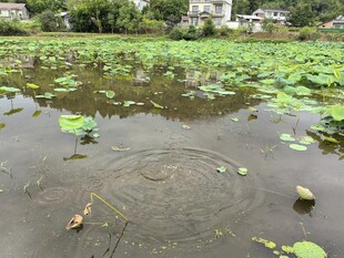 荷塘涟漪