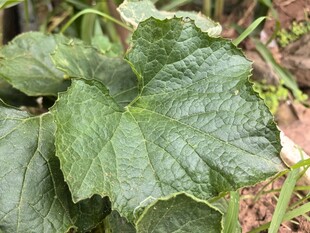 翠绿的瓜类植物叶片