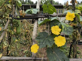 栅栏旁绽放的黄色花朵